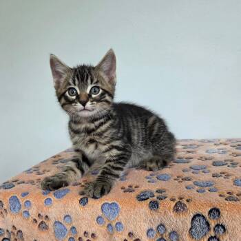 Virgil -  Tabby and Domestic Short Hair Cat for Adoption in High Ridge, Missouri - Virgil | PetCurious