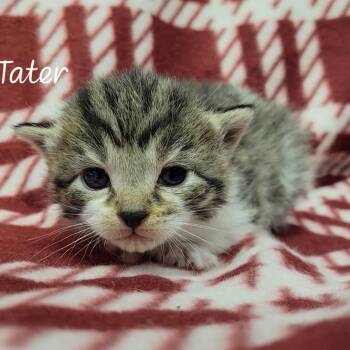 Tater -  Domestic Short Hair Cat for Adoption in Parkersburg, West Virginia - Tater | PetCurious