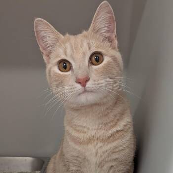 Domestic Short Hair Cats Available for Adoption - Avril | PetCurious