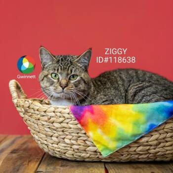 Pen 10 Ziggy -  Domestic Short Hair Cat for Adoption in Lawrenceville, Georgia - Pen 10 Ziggy | PetCurious