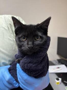 Wombat -  Domestic Short Hair Cat for Adoption in Sherwood, Oregon - Wombat | PetCurious