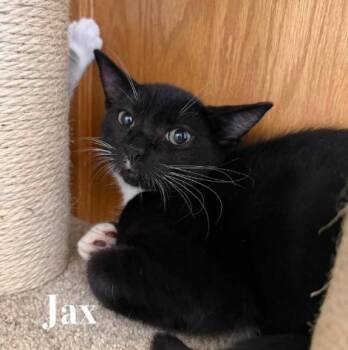 Jax2 -  Domestic Short Hair Cat for Adoption in Battle Creek, Michigan - Jax2 | PetCurious