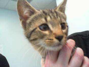 BLYTHE -  Domestic Short Hair Cat for Adoption in Charlotte, North Carolina - BLYTHE | PetCurious