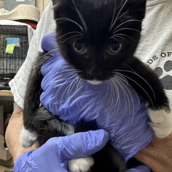 Tuxie Possibly Coming in July 7 -  Tuxedo Cat for Adoption in Clifton, New Jersey - Tuxie Possibly Coming In July 7 | PetCurious