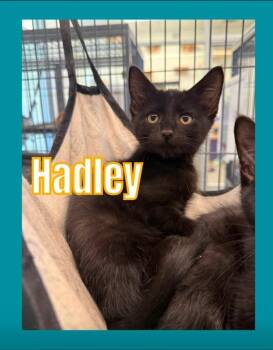 Hadley -  Domestic Short Hair Cat for Adoption in Bossier City, Louisiana - Hadley | PetCurious