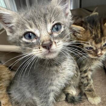 Fratsher -  Domestic Short Hair Cat for Adoption in Lake Panasoffkee, Florida - Fratsher | PetCurious