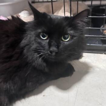 Mystique (C000-138) - City of Industry Location -  Domestic Long Hair Cat for Adoption in Chino Hills, California - Mystique (C000-138) - City Of Industry Location | PetCurious