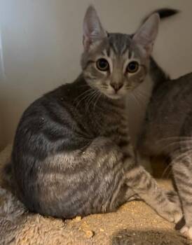 Rescue Domestic Short Hair Cats for Adoption in Pottstown, Pennsylvania - Biscuit | PetCurious
