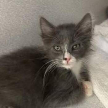 -Fox -  Domestic Long Hair Cat for Adoption in Red Bluff, California - -Fox | PetCurious