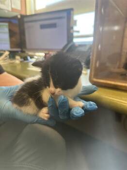 A122944 -  Domestic Short Hair Cat for Adoption in West Valley City, Utah - A122944 | PetCurious