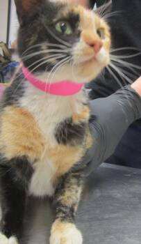 Domestic Short Hair Cats Available for Adoption in Marietta, Georgia - (674) | PetCurious