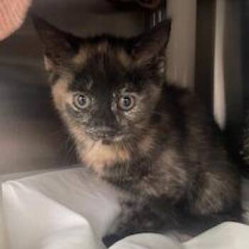 Domestic Short Hair Cats Available for Adoption in Philadelphia, Pennsylvania - Pepper FKA Calico | PetCurious