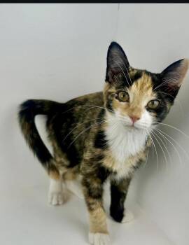 Enny -  Calico Cat for Adoption - Enny | PetCurious