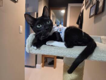Annie 2 -  Domestic Short Hair Cat for Adoption in Burnaby, British Columbia - Annie 2 | PetCurious