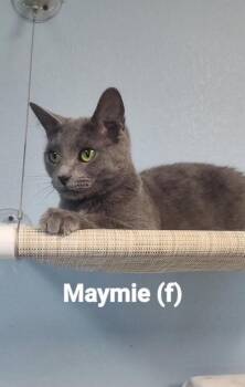 Maymie -  Domestic Short Hair Cat for Adoption in Beatrice, Nebraska - Maymie | PetCurious