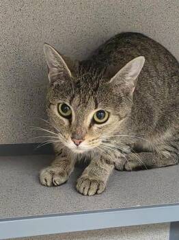 BUTTERFLY -  Domestic Short Hair Cat for Adoption in Aliquippa, Pennsylvania - BUTTERFLY | PetCurious