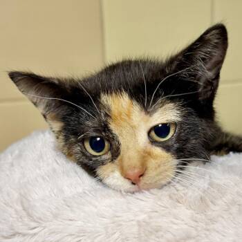 Renee -  Domestic Short Hair Cat for Adoption in East Hampton, New York - Renee | PetCurious