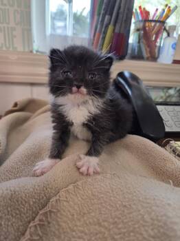 Gumbo -  Domestic Short Hair Cat for Adoption in Salmon, Idaho - Gumbo | PetCurious