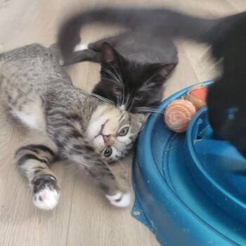 Ripley -  Domestic Short Hair Cat for Adoption in Portage, Michigan - Ripley | PetCurious