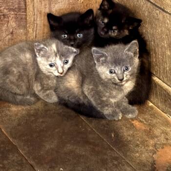 Rescue Domestic Short Hair Cats for Adoption in Granville, Ohio - Bitsy | PetCurious