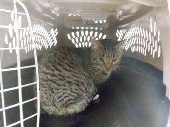 Domestic Short Hair Cats Available for Adoption - BENJIMINE | PetCurious