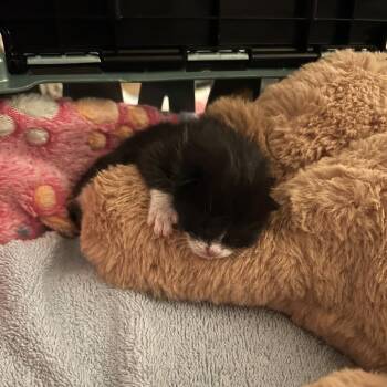 Domestic Short Hair Cats Available for Adoption in South Elgin, Illinois - Kenna | PetCurious
