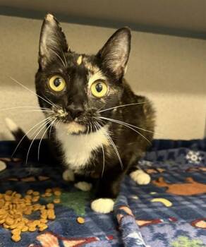 CAKE -  Domestic Short Hair Cat for Adoption in Aliquippa, Pennsylvania - CAKE | PetCurious