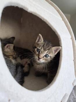 LEO -  Domestic Short Hair Cat for Adoption in Charlotte, North Carolina - LEO | PetCurious