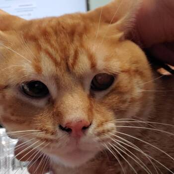 Oliver -  Domestic Short Hair Cat for Adoption in Lake Jackson, Texas - Oliver | PetCurious
