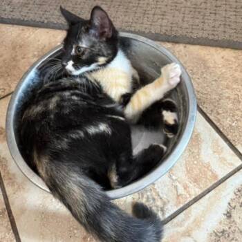 Briana -  Domestic Short Hair Cat for Adoption in San Antonio, Texas - Briana | PetCurious