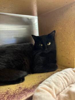 Domestic Short Hair Cats Available for Adoption - Black Bean | PetCurious