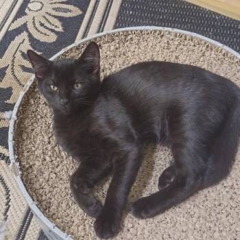 Poe -  Domestic Short Hair Cat for Adoption in Wayne, New Jersey - Poe | PetCurious