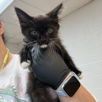 Chairman Snugglepaws -  Domestic Medium Hair Cat for Adoption in Gadsden, Alabama - Chairman Snugglepaws | PetCurious