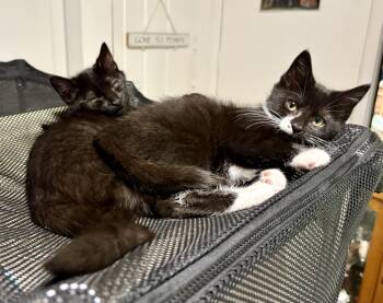 Nessie & Maisie -  Domestic Short Hair Cat for Adoption in Lemoyne, Pennsylvania - Nessie & Maisie | PetCurious