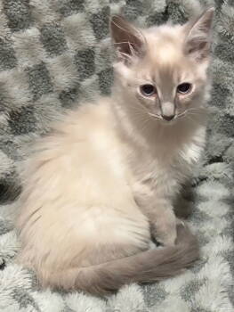 Rescue Domestic Long Hair and Himalayan Cats for Adoption in Columbus, Minnesota - Yuyutsu | PetCurious