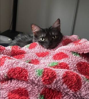 Simba -  Domestic Medium Hair Cat for Adoption in Lakewood, California - Simba | PetCurious