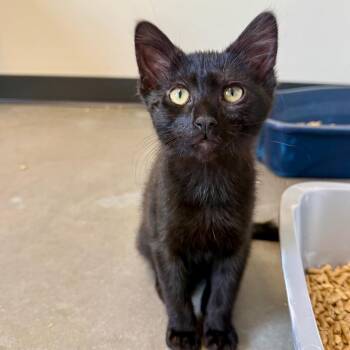 Toto -  Domestic Medium Hair Cat for Adoption in Cody, Wyoming - Toto | PetCurious