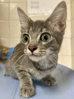 Bowser -  Domestic Short Hair Cat for Adoption in San Antonio, Texas - Bowser | PetCurious