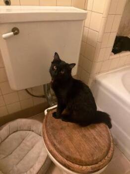 Sophia -  Domestic Medium Hair Cat for Adoption in Beverly Hills, California - Sophia | PetCurious