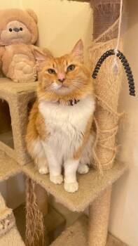 Bella -  Siberian Cat for Adoption in Lunenburg, Massachusetts - Bella | PetCurious