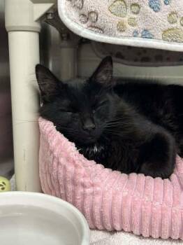 Domestic Short Hair Cats Available for Adoption in Munster, Indiana - Walnut | PetCurious
