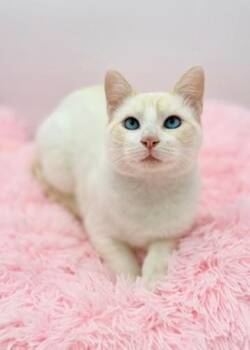 Siamese Cats Available for Adoption in Covington, Louisiana - Lauv | PetCurious