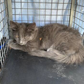 Chip -  Domestic Long Hair Cat for Adoption in Pasadena, California - Chip | PetCurious