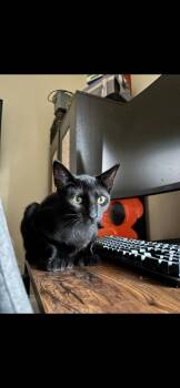 Teddy -  Domestic Short Hair Cat for Adoption in San Francisco, California - Teddy | PetCurious