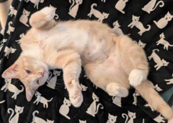 Trailer Swift -  Domestic Short Hair Cat for Adoption in Milton, Delaware - Trailer Swift | PetCurious