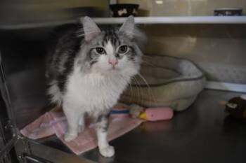LO -  Domestic Long Hair and Domestic Short Hair Cat for Adoption in Kansas City, Missouri - LO | PetCurious