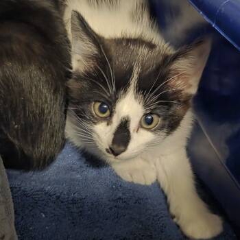 Rescue Domestic Short Hair Cats for Adoption in Oak Brook, Illinois - Kelly | PetCurious