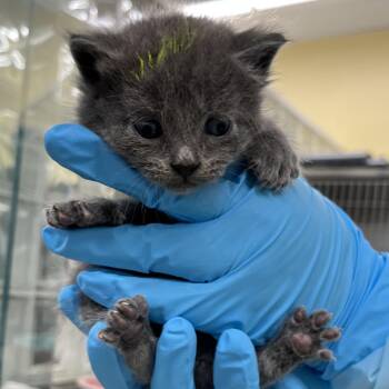Domestic Short Hair Cats Available for Adoption in West Palm Beach, Florida - Toulouse - Yellow | PetCurious