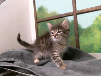 INKO -  Domestic Short Hair Cat for Adoption in Houston, Texas - INKO | PetCurious