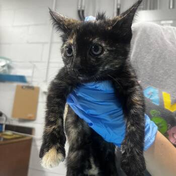 Raze -  Domestic Short Hair Cat for Adoption in Summerville, South Carolina - Raze | PetCurious
